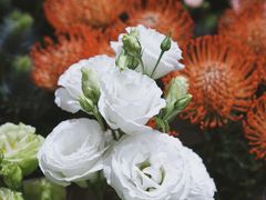 -双季花艺园艺市场(浦东店)