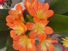 -潮汕大目牛肉火锅(皇岗旗舰店)