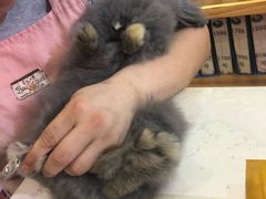 -宠物兔专门店(天丰利市场店)