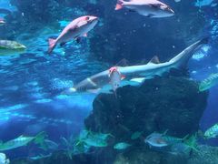 -大连圣亚海洋世界