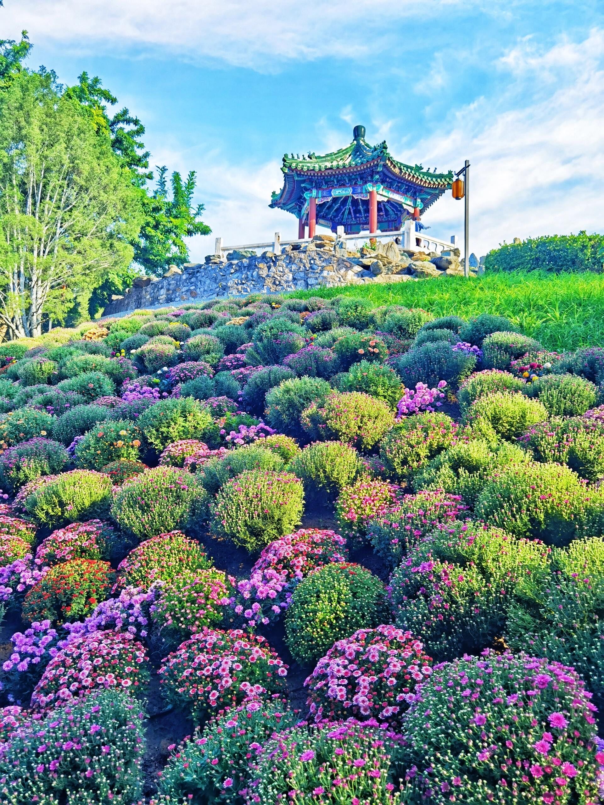 北京日坛公园即将火爆出圈,菊花展太美了