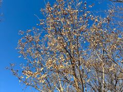 -北京西山国家森林公园