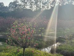 -南国桃园旅游度假区