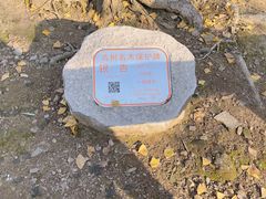 -上海佘山国家森林公园天马山园