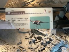 -自贡恐龙博物馆