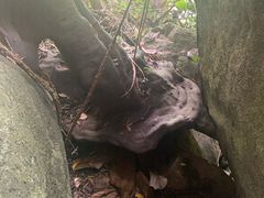 -呀诺达热带雨林