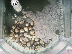 -烁佳海鲜大馅饺子