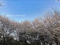 -武汉大学-樱园