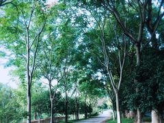 -上海鲜花港