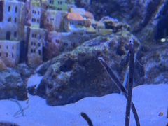 -暹罗海洋世界