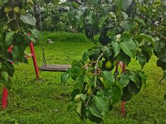 -丽泽山庄·生态怀柔菜·虹鳟鱼(红螺寺店)