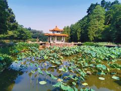 -深圳仙湖植物园