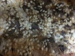 -星巴克(上海虹桥站2A检票口)