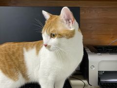 -纳吉亚猫专科动物医院博雅分院