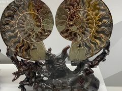 -贝壳王国博物馆