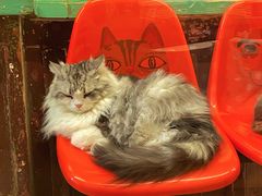 -猫咪博物馆(顶澳仔猫街店)
