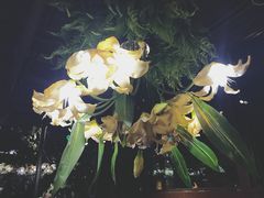 -胡桃里乐队酒馆(鎏嘉码头店)