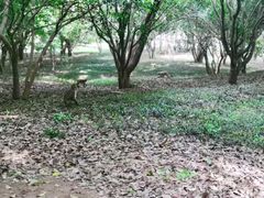 -苏州上方山国家森林公园