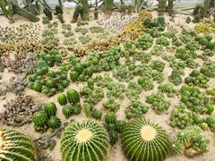 -深圳仙湖植物园