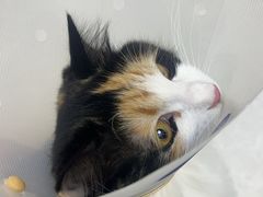 -中农国际动物医院24小时·猫科·骨科·急重症中心