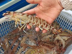 -外伶仃岛海鲜市场