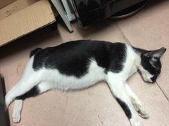 -芭比堂动物医院·24小时·眼科中心(深圳中心)