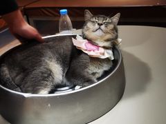 -MOCHA明星猫咖(田子坊店)