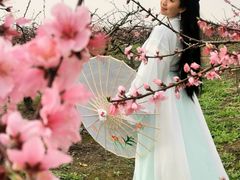 -樂桃源奉贤黄桃种植采摘基地