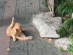 -西湖外事游船(花港观鱼码头)