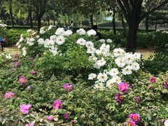 -洛阳市隋唐城遗址植物园