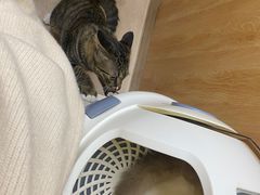 -菲丽丝宠物医院·24小时·猫科中心·免疫点(淮海分院)