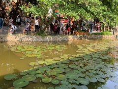 -河内西湖莲花自助餐厅