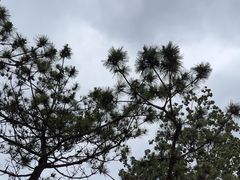 -日照海滨国家森林公园