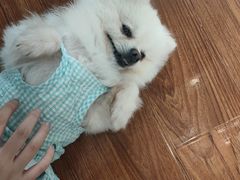 -汪说·狗咖·拼豆·宠物周边DIY(旺城大厦店)