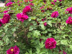 -石家庄市植物园