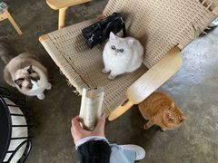 -喵屿·大理花园猫咖