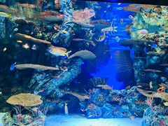 -上海海洋水族馆
