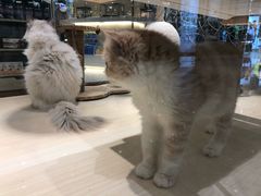 -momokira米努特·德文卷毛猫·棉花面纱犬