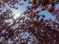 -莱阳濯村樱花园