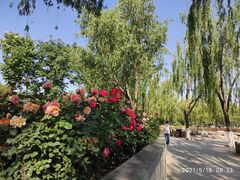 -莲花池公园