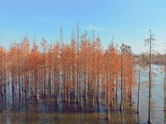 -白鹭湾湿地公园