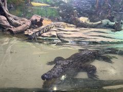 -正佳雨林生态植物园