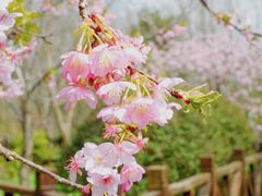 -顾村公园
