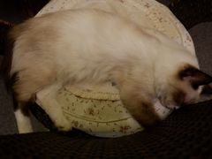 -猫色咖啡·猫咖