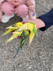 -萌宠亲子动物乐园(槐房万达店)