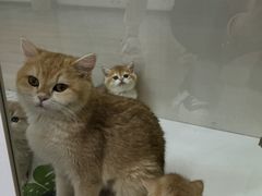 -青奢宠物·青奢猫舍