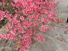 -木兰云雾山