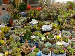 -双季花艺园艺市场(浦东店)