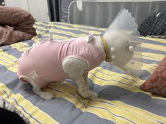 -达爱动物医院·犬猫分区·CT·复杂眼科(远洋山水分院)