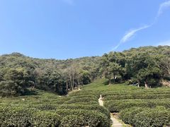 -龙坞茶村